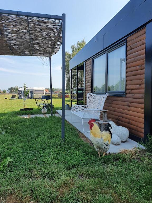 Houten huisje tussen paarden Nieuwerkerken Buitenkant foto