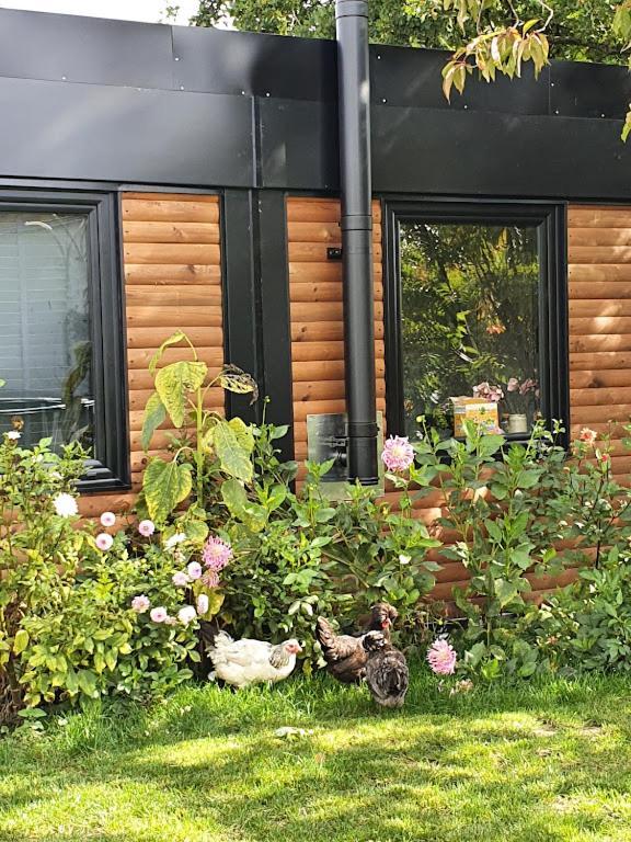 Houten huisje tussen paarden Nieuwerkerken Buitenkant foto
