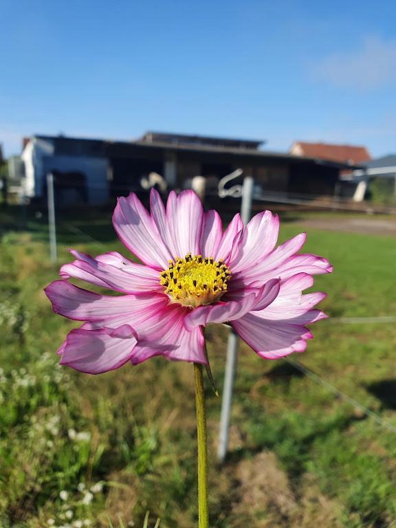 Houten huisje tussen paarden Nieuwerkerken Buitenkant foto