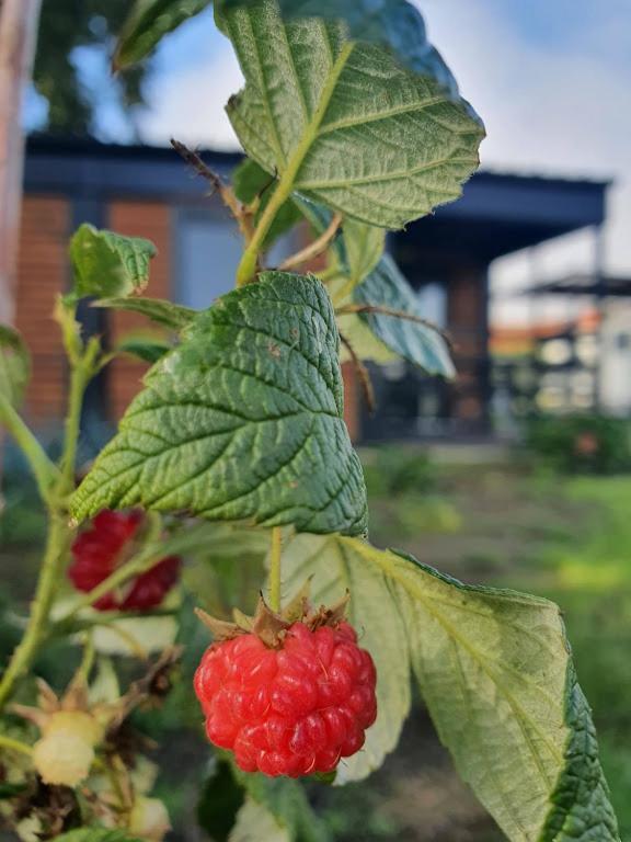 Houten huisje tussen paarden Nieuwerkerken Buitenkant foto