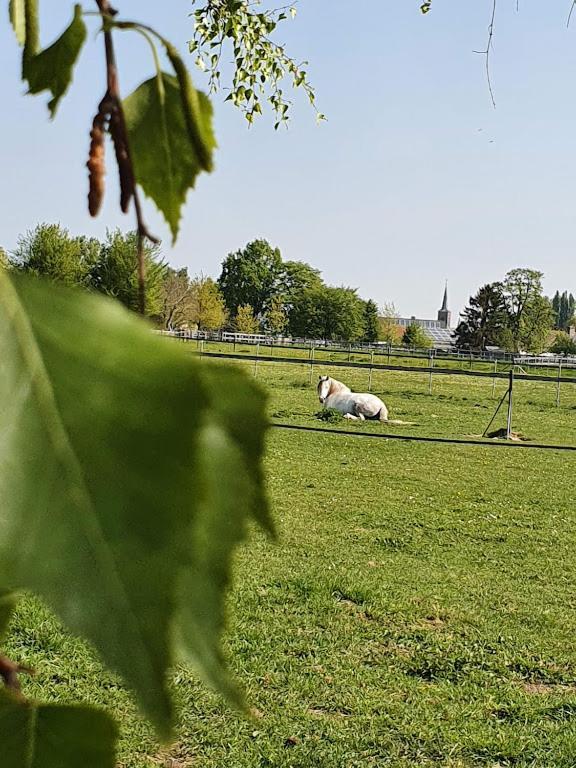 Houten huisje tussen paarden Nieuwerkerken Buitenkant foto