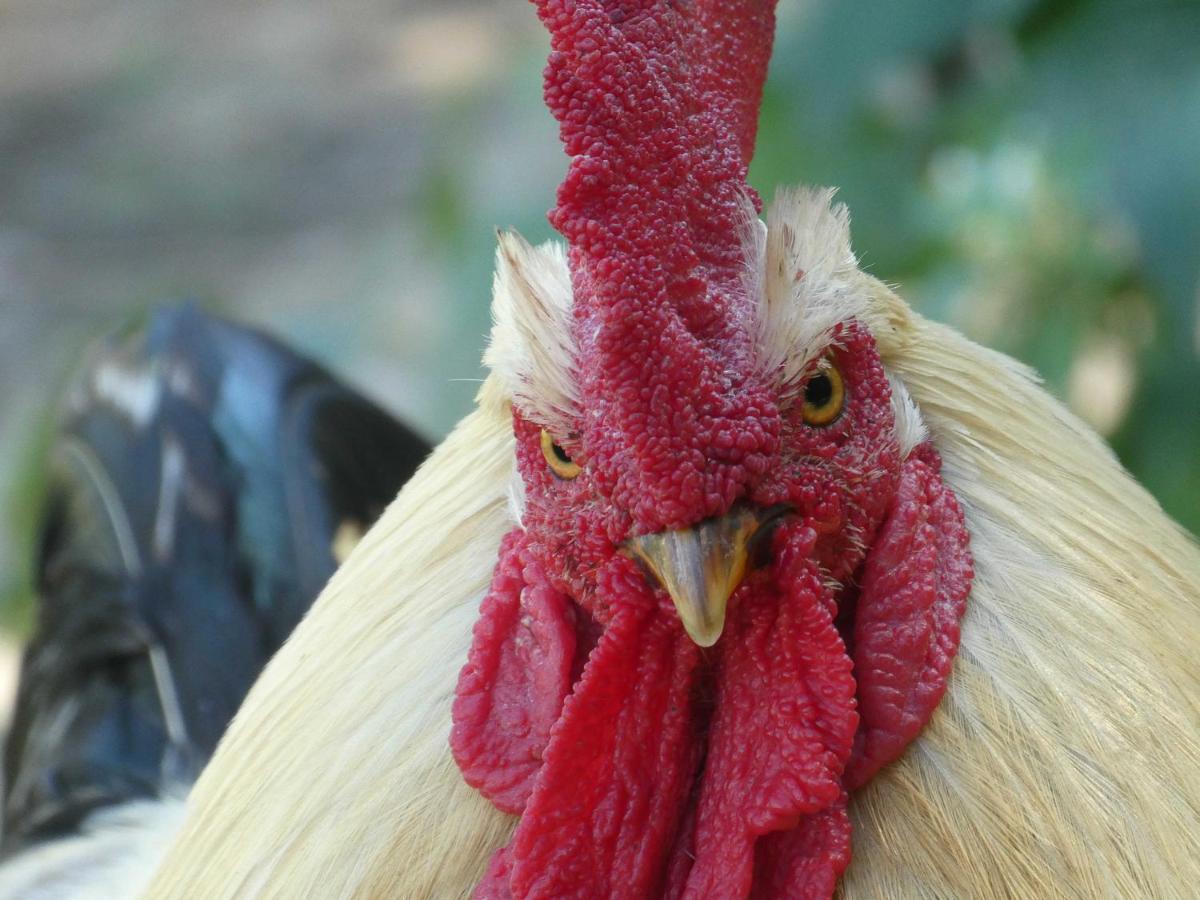 Houten huisje tussen paarden Nieuwerkerken Buitenkant foto