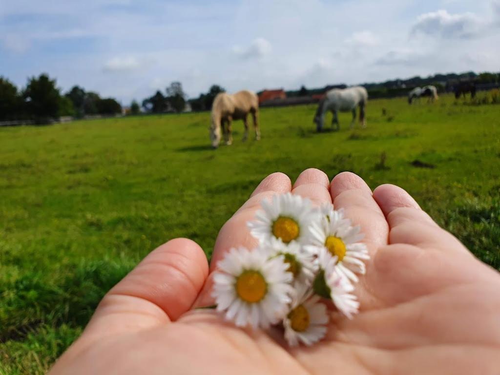 Houten huisje tussen paarden Nieuwerkerken Buitenkant foto