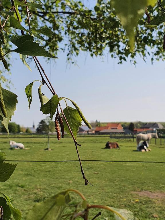 Houten huisje tussen paarden Nieuwerkerken Buitenkant foto