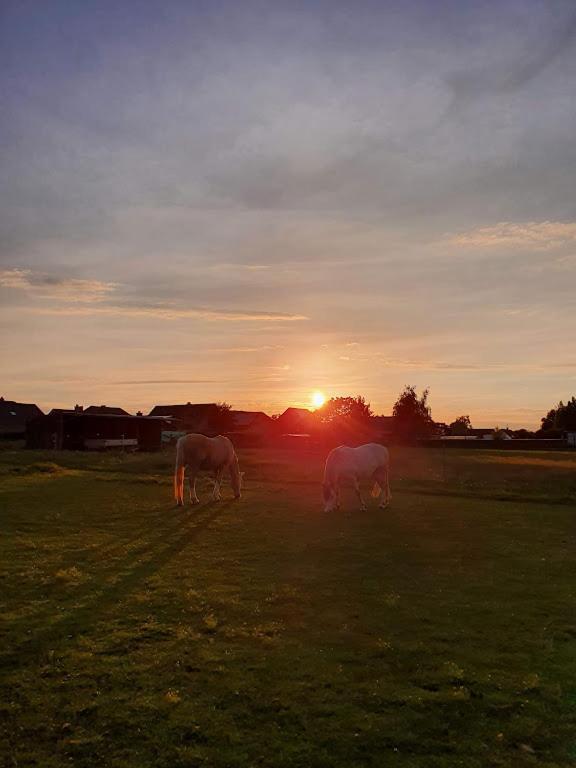 Houten huisje tussen paarden Nieuwerkerken Buitenkant foto